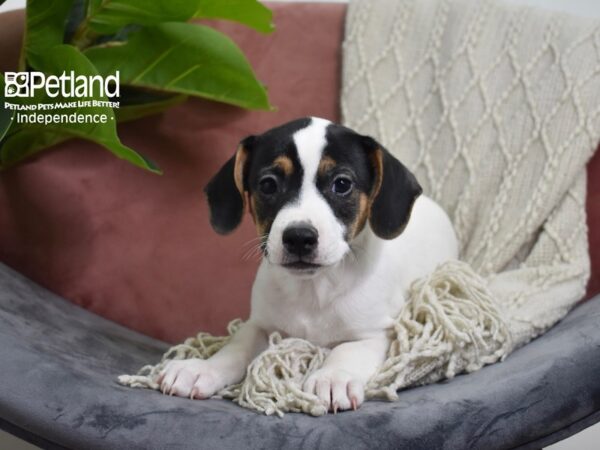 [#5280] Black & White Female Jack Russell Terrier Puppies For Sale