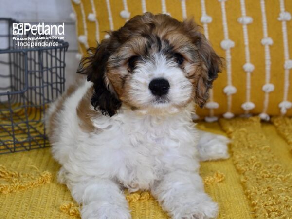 Cockachon-Dog-Female-Brown & White-5129-Petland Independence, Missouri