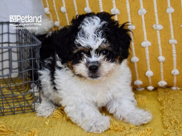 Peke-A-Poo Dog Male Black, Tan, & White 5149 Petland Independence, Missouri