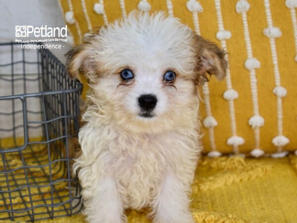 Miniature Aussiedoodle Dog Female Red & White 5179 Petland Independence, Missouri