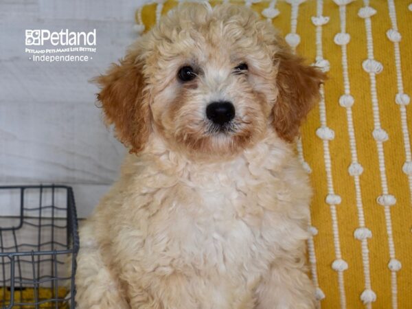 Miniature Bernedoodle 2nd Gen-Dog-Male-Apricot-5180-Petland Independence & Lee's Summit, MO