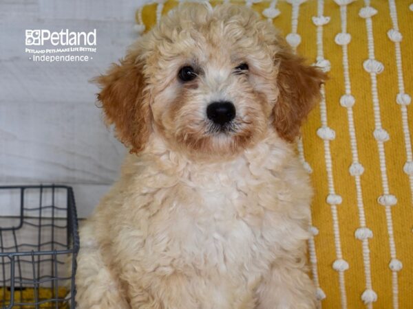 Miniature Bernedoodle 2nd Gen Dog Male Apricot 5180 Petland Independence, Missouri