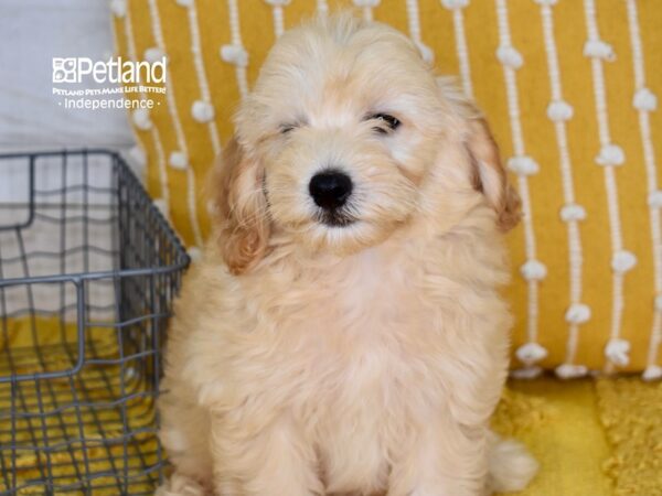 Miniature Goldendoodle 2nd Gen Dog Male Golden 5172 Petland Independence, Missouri