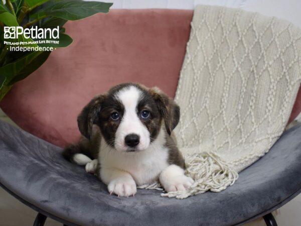 [#5193] Brindle & White Male Cardigan Welsh Corgi Puppies For Sale