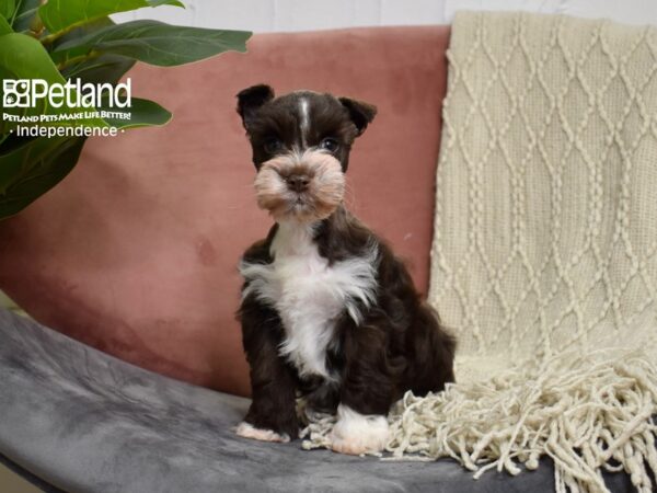Miniature Schnauzer-Dog-Male-Chocolate & White-5192-Petland Independence, Missouri