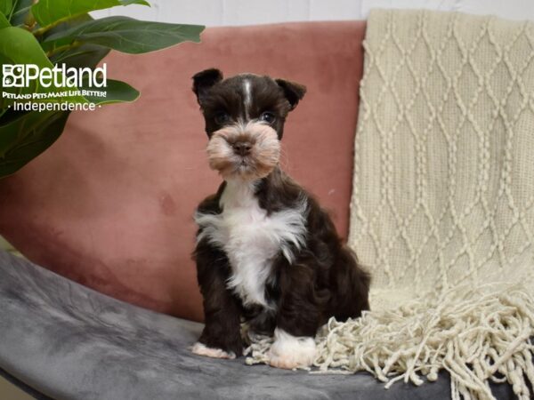 Miniature Schnauzer Dog Male Chocolate & White 5192 Petland Independence, Missouri