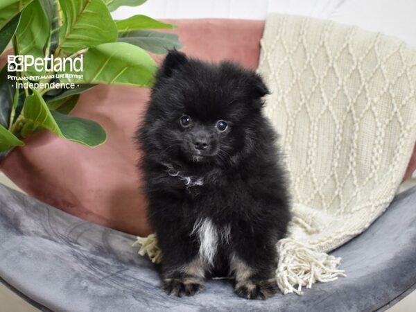 Pomeranian-Dog-Male-Black & Tan-5189-Petland Independence & Lee's Summit, MO