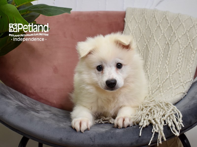 American Eskimo-Dog-Male-White-3746078-Petland Independence, Missouri