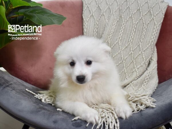 American Eskimo-Dog-Male-White-5218-Petland Independence, Missouri