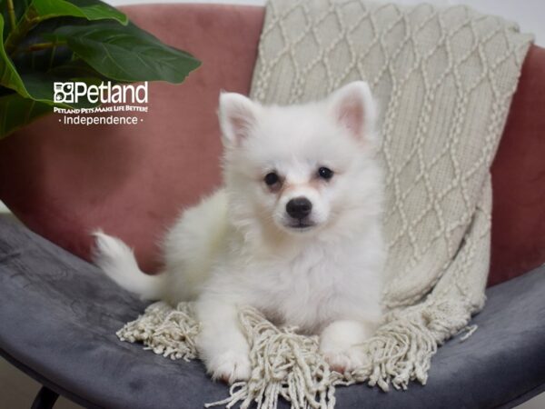 American Eskimo-Dog-Female-White-5219-Petland Independence, Missouri