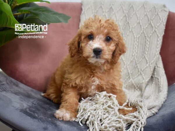 Miniature Goldendoodle 2nd Gen Dog Female Red 5221 Petland Independence, Missouri