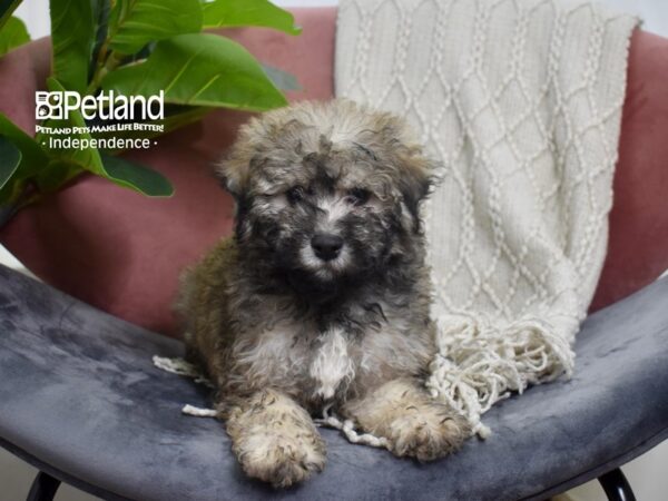 Bichon-Poo-Dog-Female-Sable-5243-Petland Independence, Missouri