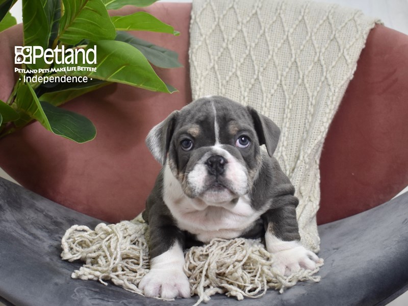 English Bulldog-Dog-Male-Blue-3788997-Petland Independence, Missouri