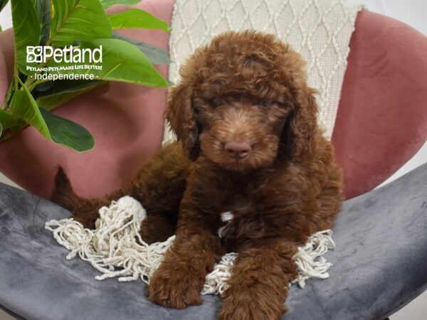 Goldendoodle F1b-Dog-Female-Chocolate-5246-Petland Independence, Missouri