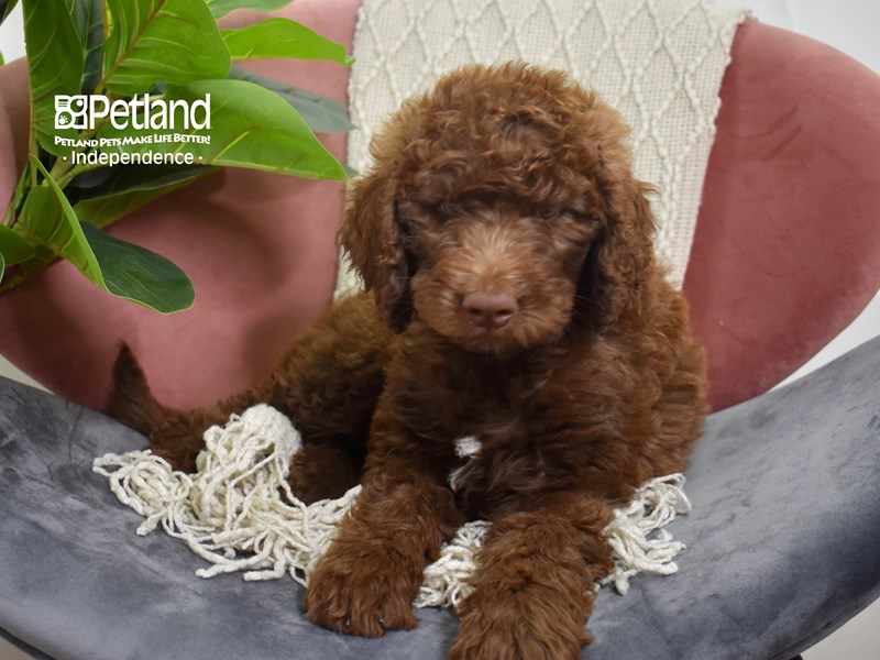 [#5246] Chocolate Female Goldendoodle F1b Puppies For Sale #1