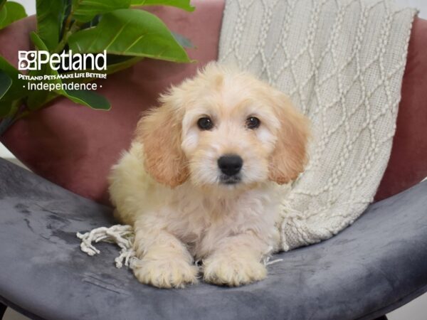 Miniature Goldendoodle 2nd Gen Dog Male Golden 5234 Petland Independence, Missouri