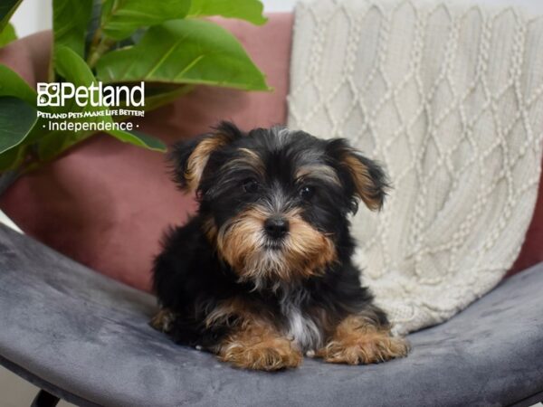 [#5235] Black & Tan Male Yorkshire Terrier Puppies For Sale