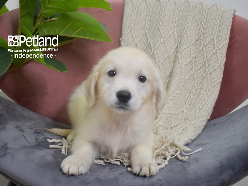 Golden Retriever-Dog-Female-Light Golden-3788936-Petland Independence, Missouri