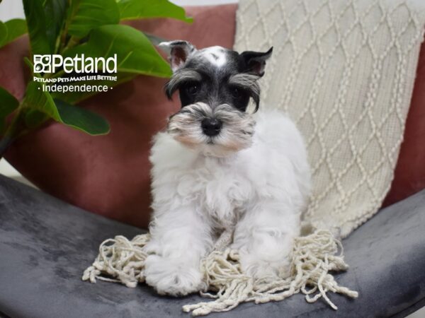 Miniature Schnauzer Dog Male White & Black 5250 Petland Independence, Missouri