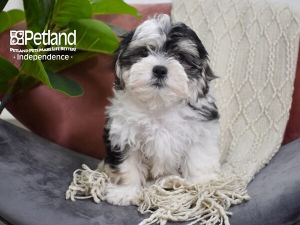 Zuchon-Dog-Male-Black, Tan, & White-5249-Petland Independence, Missouri