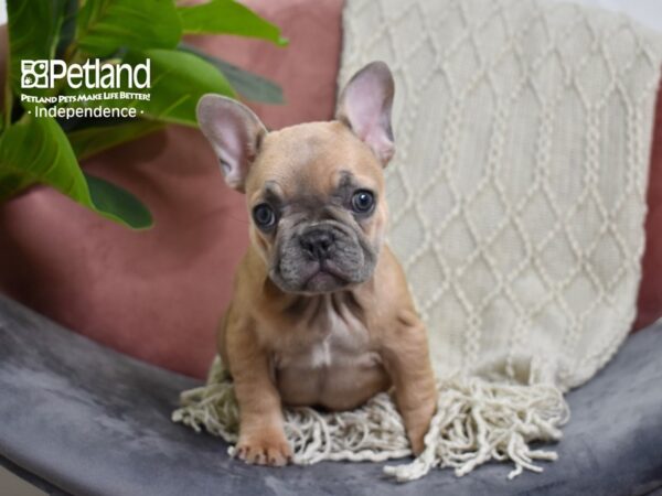 French Bulldog-Dog-Female-Blue Fawn-5261-Petland Independence & Lee's Summit, MO
