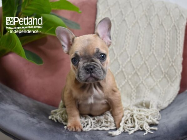[#5261] Blue Fawn Female French Bulldog Puppies For Sale