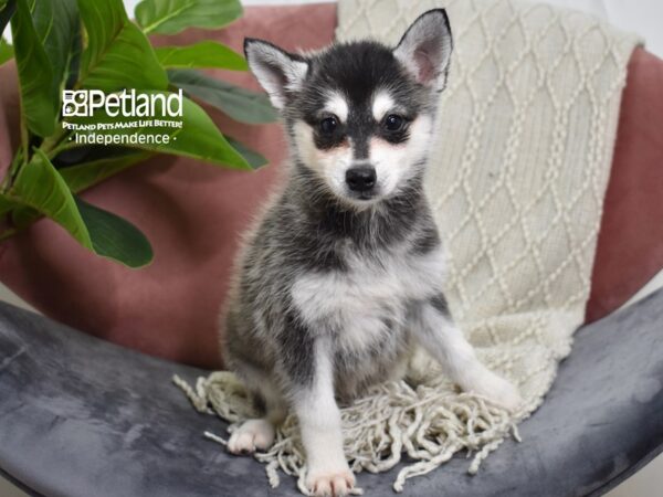 [#5268] Black & White Female Alaskan Klee Kai Puppies For Sale