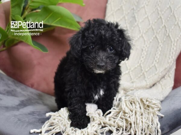 [#5284] Black Female Bichon-Poo Puppies For Sale