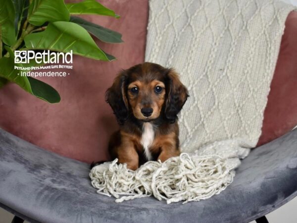 [#5274] Sable, Long Haired Female Dachshund Puppies For Sale