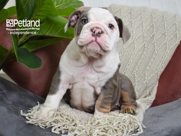 English Bulldog Dog Female Blue Fawn & White 5271 Petland Independence, Missouri