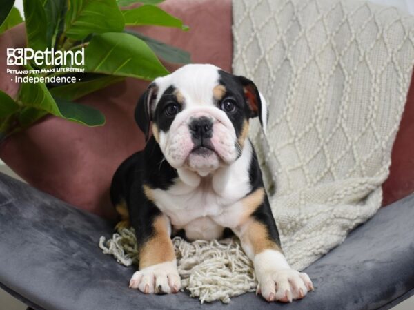 English Bulldog Dog Female Black Tri 5270 Petland Independence, Missouri