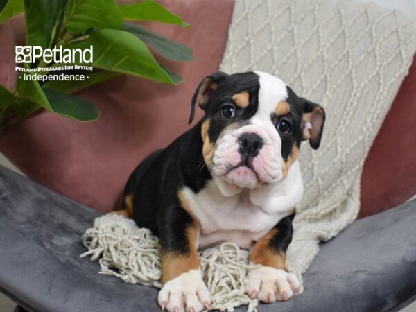 English Bulldog-Dog-Female-Black Tri-5269-Petland Independence, Missouri
