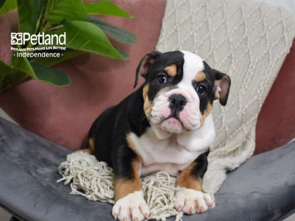 English Bulldog Dog Female Black Tri 5269 Petland Independence, Missouri