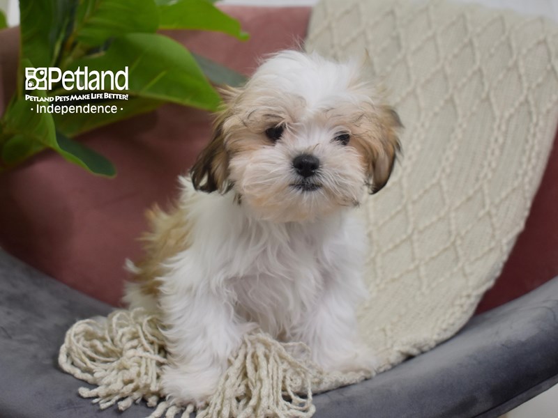 Zuchon-Dog-Female-Brown & White-3828180-Petland Independence, Missouri