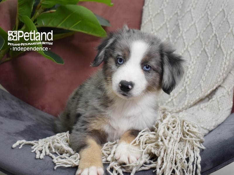 Miniature Australian Shepherd-Dog-Male-Blue Merle-3828093-Petland Independence, Missouri