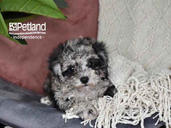 Bichon-Poo Dog Female Blue Merle 5286 Petland Independence, Missouri