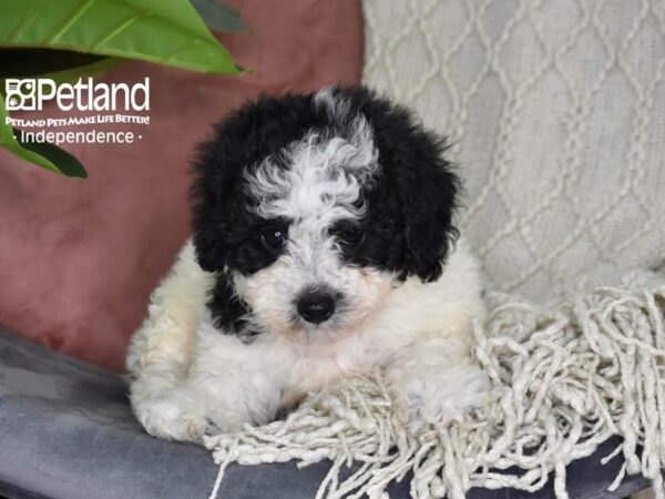 Bichon-Poo Dog Female Black & White 5288 Petland Independence, Missouri