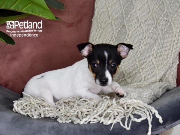 Jack Chi Dog Female Black & White 5289 Petland Independence, Missouri