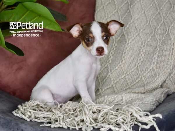 Jack Chi Dog Female Brown & White 5290 Petland Independence, Missouri