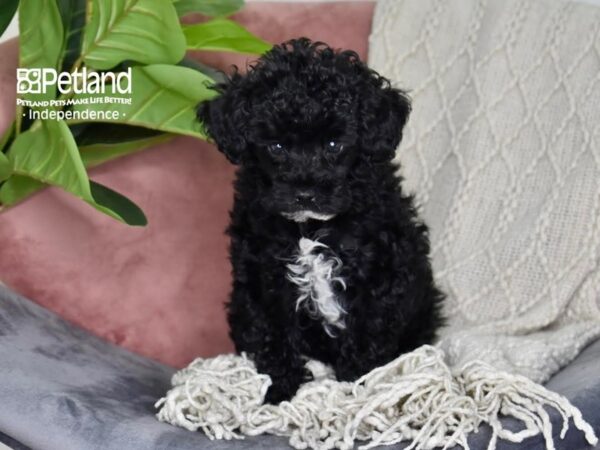 Poodle Dog Male Black 5291 Petland Independence, Missouri