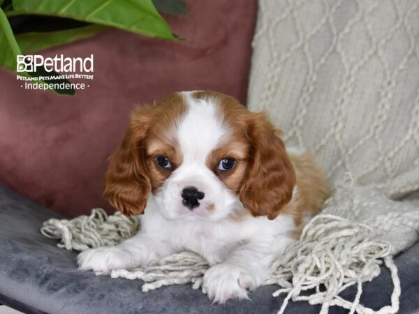 Cavalier King Charles Spaniel Dog Male Blenheim 5294 Petland Independence, Missouri