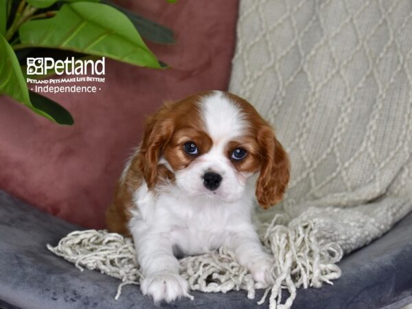 Cavalier King Charles Spaniel-Dog-Female-Blenheim-5295-Petland Independence & Lee's Summit, MO