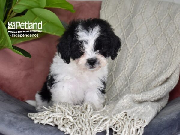 Lhasa-Poo-Dog-Male-Black & White-5296-Petland Independence & Lee's Summit, MO
