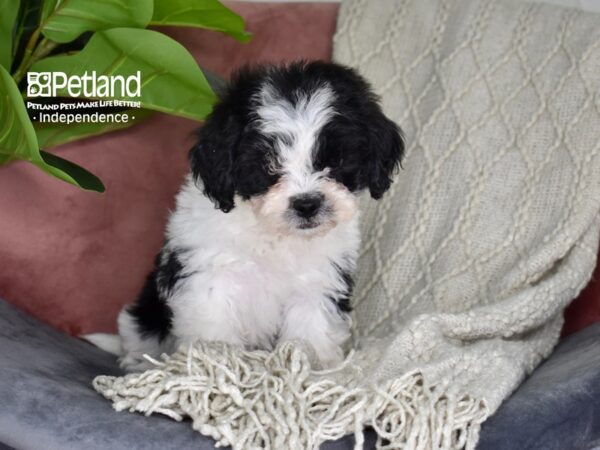 Lhasa-Poo Dog Male Black & White 5296 Petland Independence, Missouri