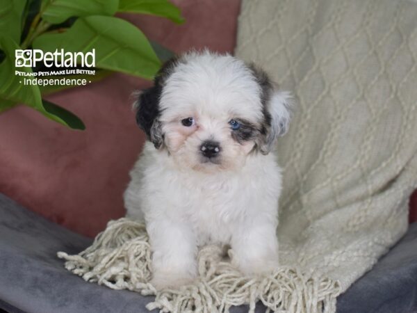 Lhasa-Poo Dog Female Blue Merle & White 5297 Petland Independence, Missouri