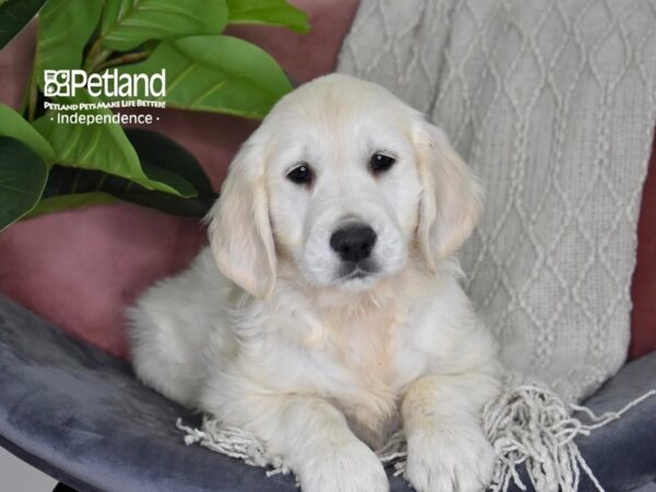 Golden Retriever Dog Female Light Golden 5301 Petland Independence, Missouri