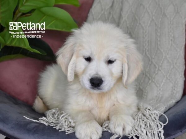 Golden Retriever Dog Male Light Golden 5298 Petland Independence, Missouri