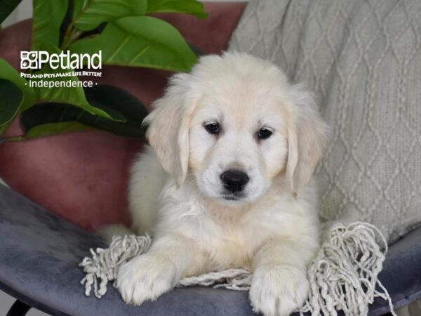 Golden Retriever Dog Male Light Golden 5299 Petland Independence, Missouri