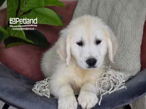 Golden Retriever-Dog-Female-Light Golden-5300-Petland Independence, Missouri