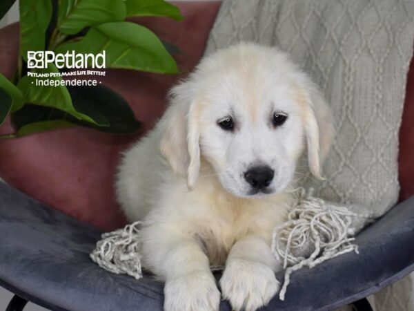 Golden Retriever Dog Female Light Golden 5300 Petland Independence, Missouri